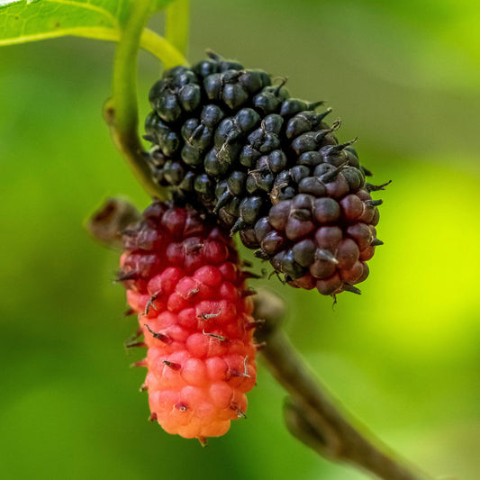 Mulberry 'Milanowek'