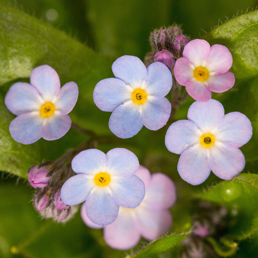 Myosotis 'My Oh My'