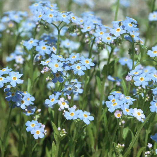 Myosotis palustris