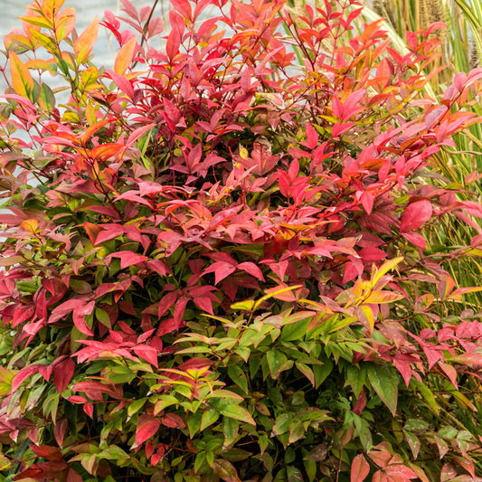 Nandina 'Gulf Stream'