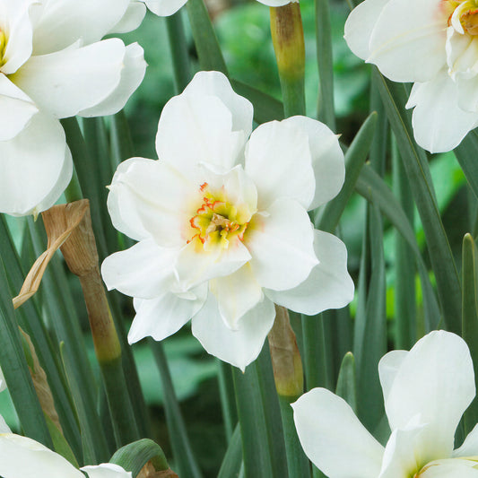 Narcissus 'Albus Plenus Odoratus'