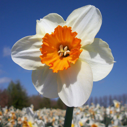 Narcissus 'Barrett Browning'