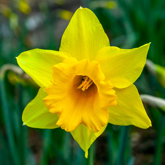 Narcissus 'Cornish Gold'