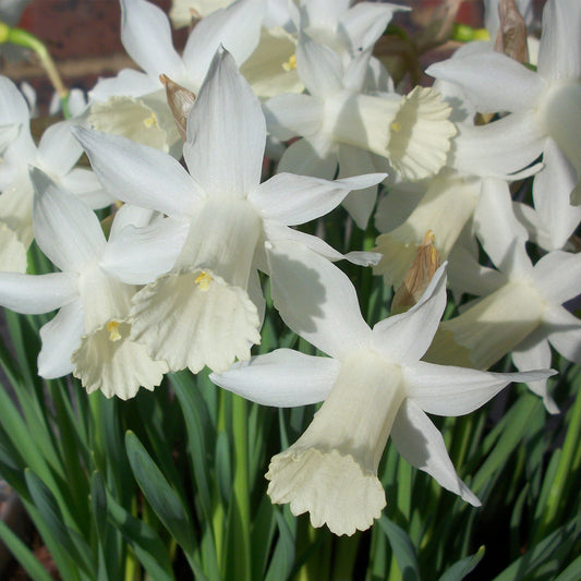 Narcissus 'Elka'