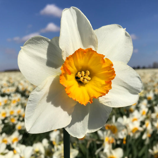 Narcissus 'Flower Record'