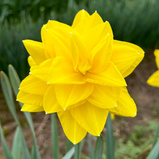 Narcissus 'Golden Ducat'