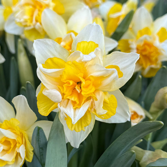 Narcissus 'Growers Beauty'