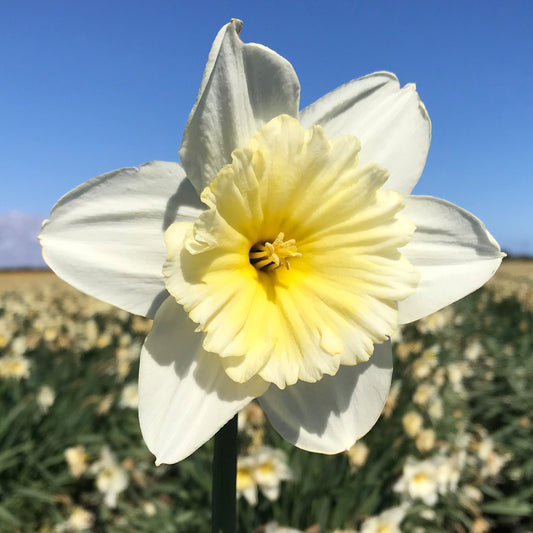 Narcissus 'Ice Follies'