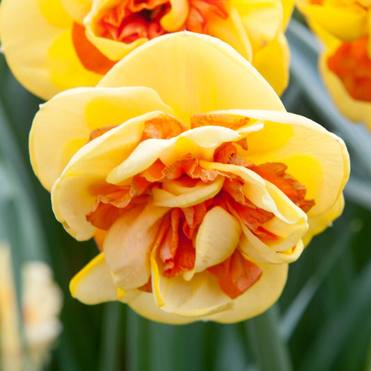 Narcissus 'Kiwi Sunset'