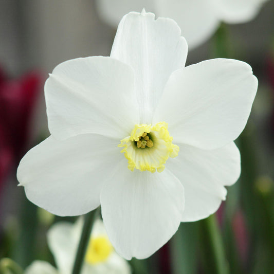 Narcissus 'Polar Ice'