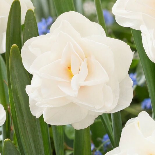 Narcissus 'Saint Clair'