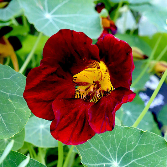 Nasturtium 'Black Velvet' Bedding Plants