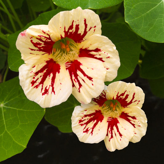 Nasturtium 'Chameleon' Bedding Plants