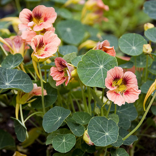 Nasturtium 'Ladybird' Bedding Plants