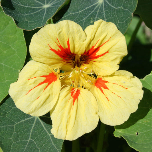 Nasturtium 'Peach Melba' Bedding Plants