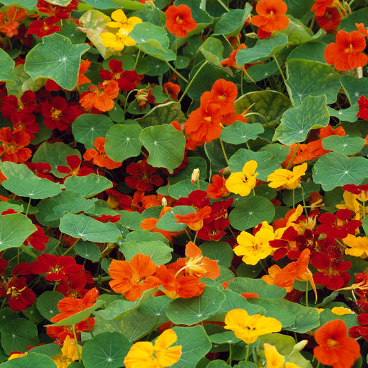 Nasturtium 'Whirlybird Mix' Bedding Plants