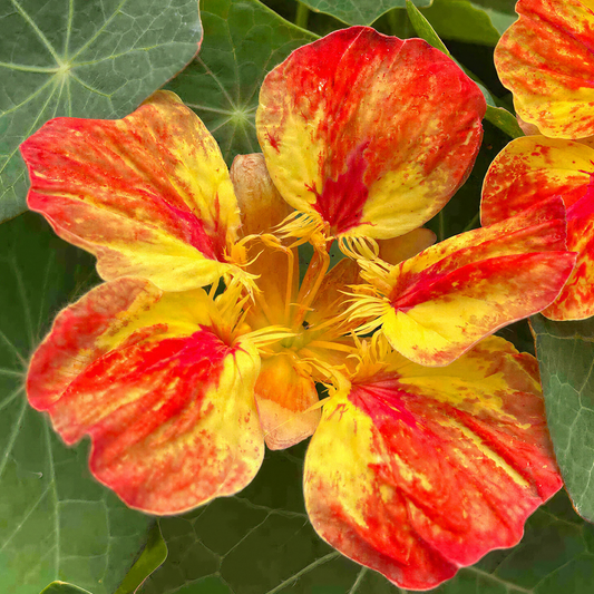 Nasturtium 'Ice Cream Sundae' Carry Pack