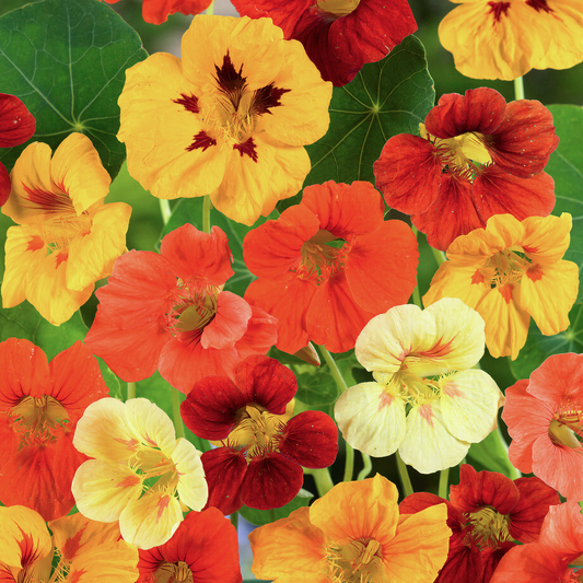 Nasturtium Jewel Mix Carry Pack
