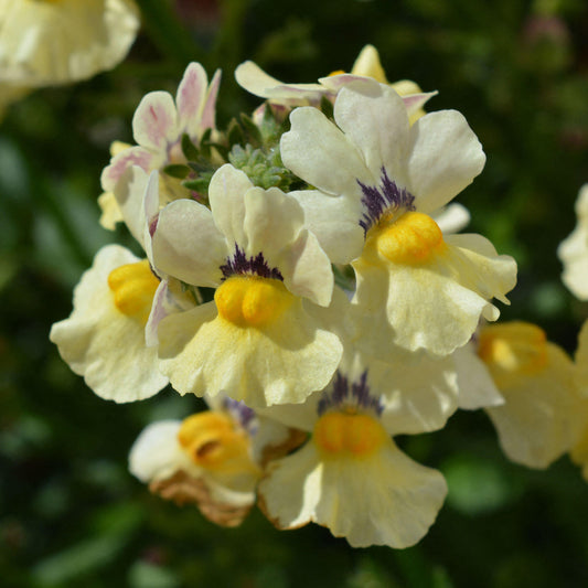 Nemesia Nesia Sunshine Basket Plants