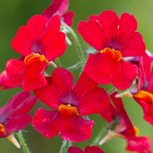 Nemesia Red Basket Plants