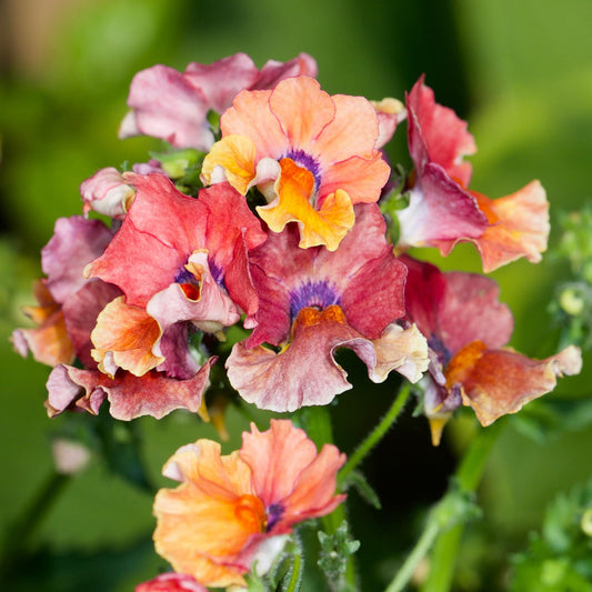 Nemesia Tropical Basket Plants