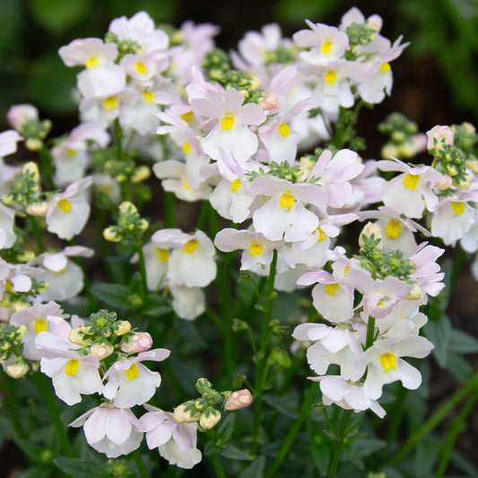 Nemesia White Basket Plants