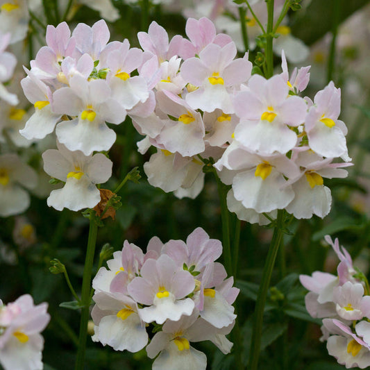 Nemesia Wisley Vanilla Basket Plants