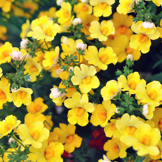 Nemesia Yellow Basket Plants
