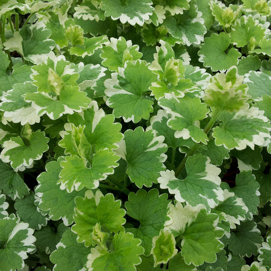Nepeta Variegata Basket Plants