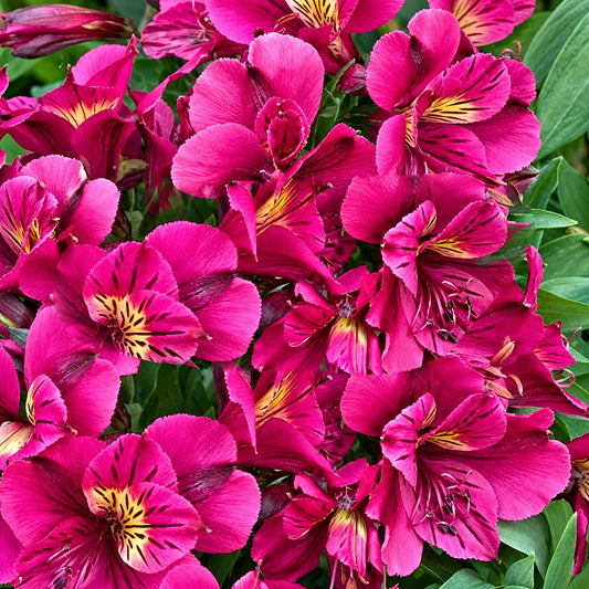 Alstroemeria 'Colorita Louise'