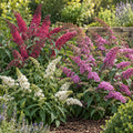 Buddleia davidii Mix