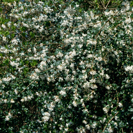 Burkwood Osmanthus Hedge