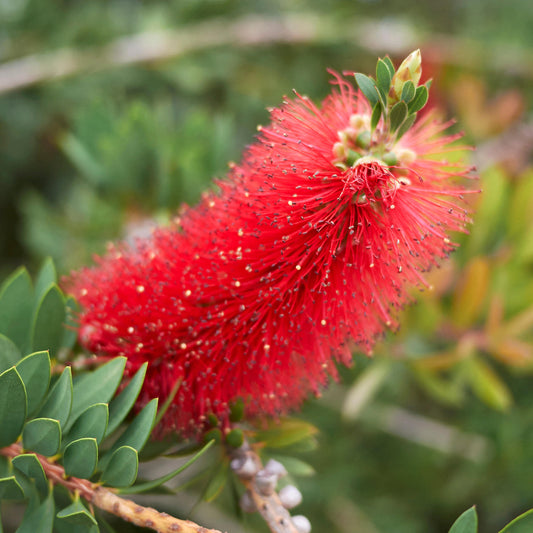 Callistemon 'Red Clusters'
