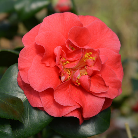 Camellia 'Lady Campbell'