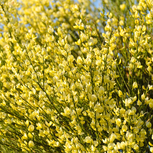 Cytisus 'Warminster'