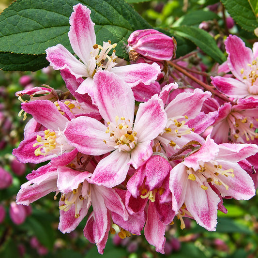 Deutzia 'Magicien'