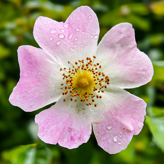 Dog Rose Bare Root Hedge