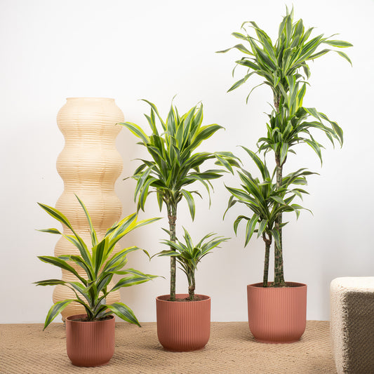 Dracaena 'Lemon & Lime'