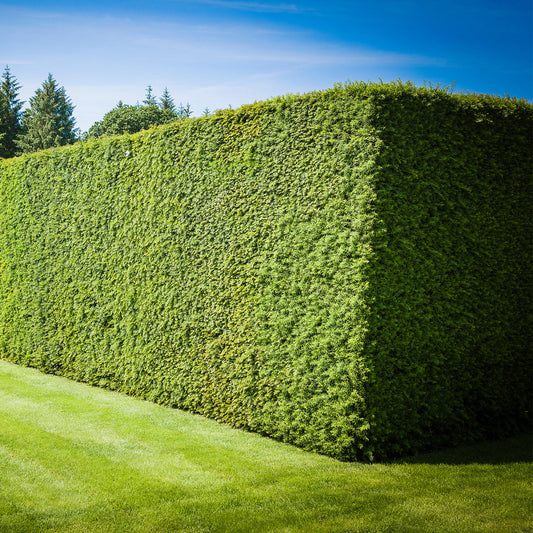 English Yew Hedge