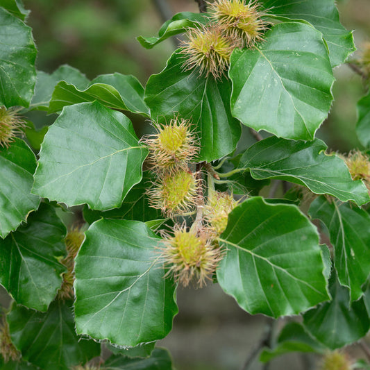 Fagus sylvatica Tree