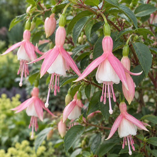 Fuchsia 'Cloverdale Pearl'