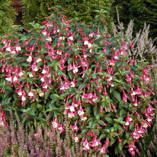 Fuchsia 'Lady Thumb'