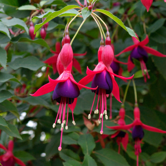 Fuchsia 'Mrs Popple'