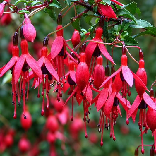 Fuchsia 'Riccartonii'