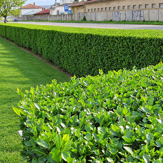 Garden Privet Hedge