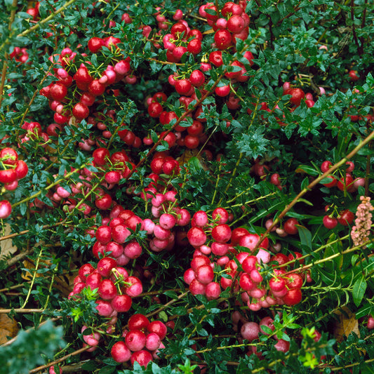 Gaultheria 'Signaal'