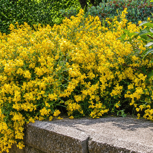 Genista 'Lydia'