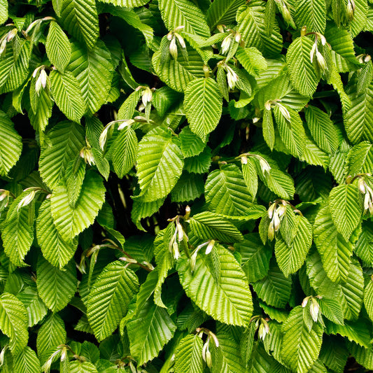 Hazel Bare Root Hedge