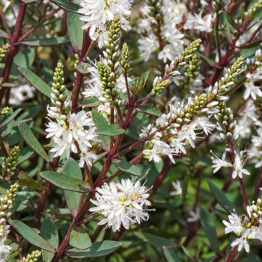Hebe 'Champagne'