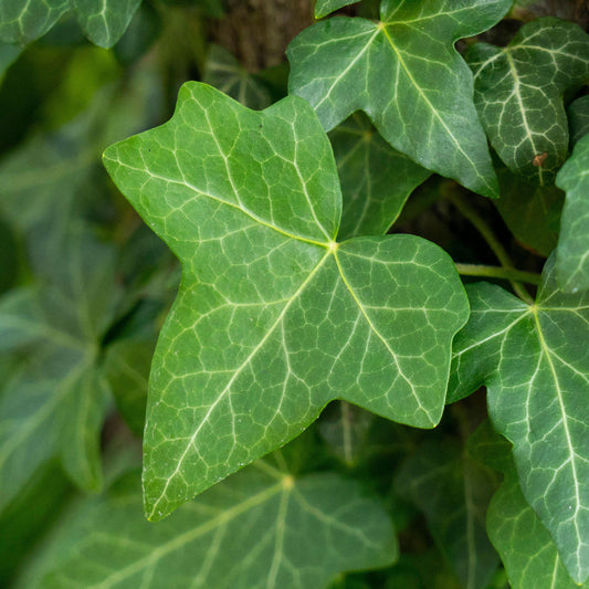 Hedera 'Green'